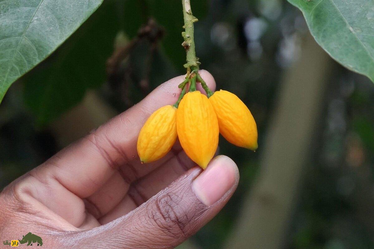 درخت ایبوگا؛ خطرناک‌ترین گیاه جهان که اثراتی شبیه حشیش، آمفتامین و تریاک را به صورت همزمان دارد و تجربه مشابه مرگ ایجاد می‌کند