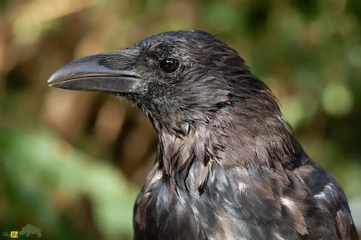 کلاغ لاشه‌خوار؛ پرنده معروف به «کلاغ مرگ» که چهره انسان را تشخیص می‌دهد و با کلاغ‌های دیگر مراسم تشییع جنازه برگزار می‌کند