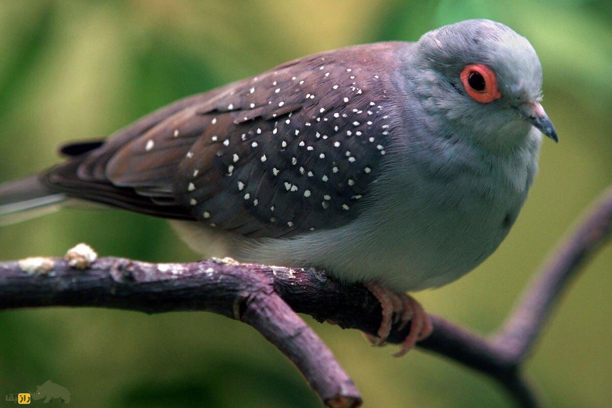 قمری الماسی یا یاکریم چینی؛ پرنده زیبای استرالیایی با چشمانی سرخ و شخصیت آرام که محبوب ایرانی‌ها شده است