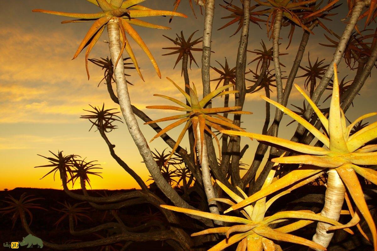 درخت تیردان؛ درخت غول‌پیکری با شاخه‌های توخالی و ۹ متر ارتفاع که تا ۳۰۰ سال عمر می‌کند و تنها در یک نقطه از جهان وجود دارد