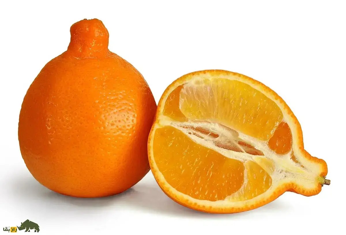 نارنگلابی یا تنجِلو؛ میوه‌ای زنگوله‌مانند و ترکیب نارنگی و گریپ‌فروت که رایحه قوی و دلپذیر دارد و فصل برداشت آن هرگز مشخص نیست!