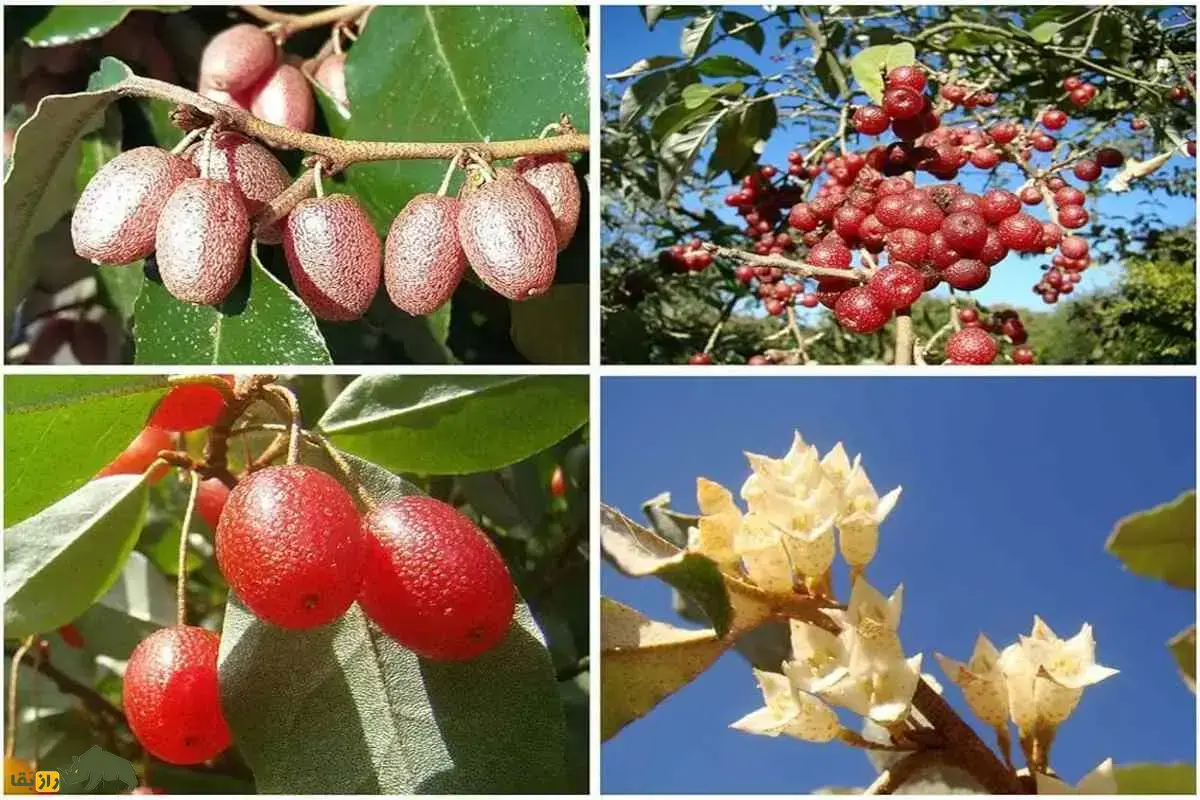 سیلوربری؛ درختچه‌ای با برگ‌های نقره‌ای و میوه‌های خوراکی سرشار از ویتامین که در خاک‌های فقیر نیز رشد می‌کند و برای بهبود خاک و تغذیه حیات‌وحش ارزش بالایی دارد