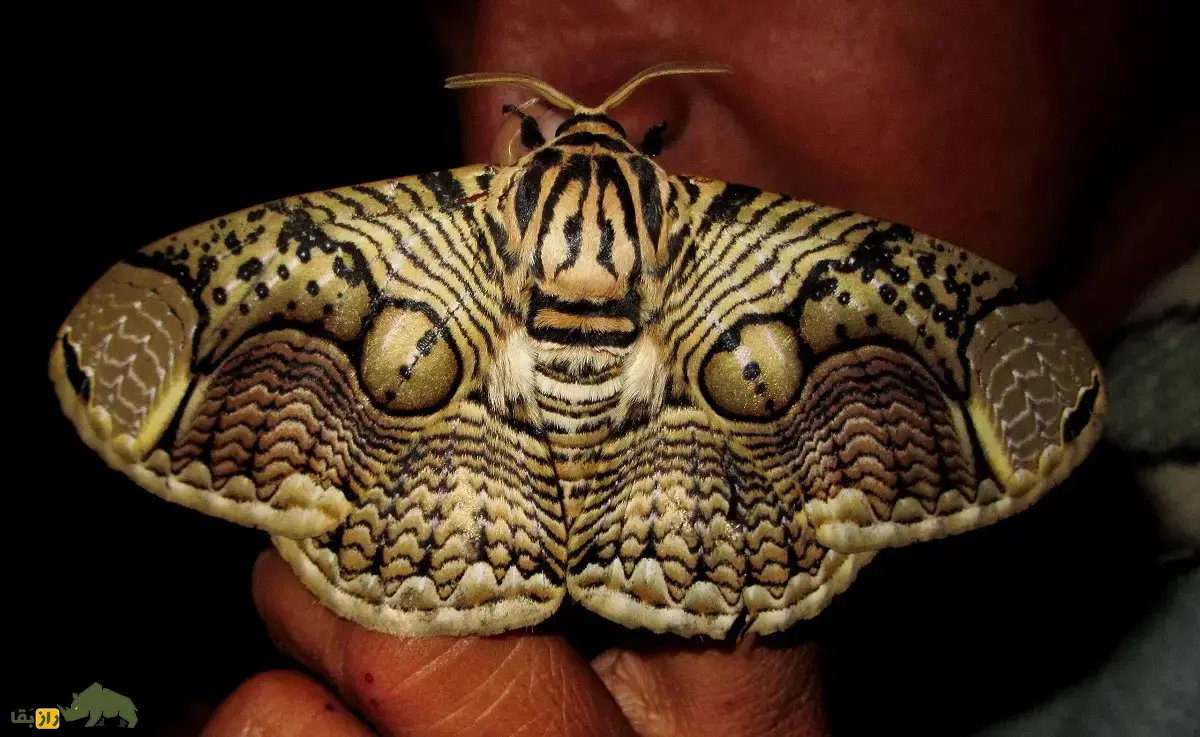 بید جغدی؛ شب‌پره غول‌پیکر شبیه جغد و معروف به «غول مخفی آسیا» که اصلا غذا نمی‌خورد و از فاصله نزدیک هم قابل دیدن نیست