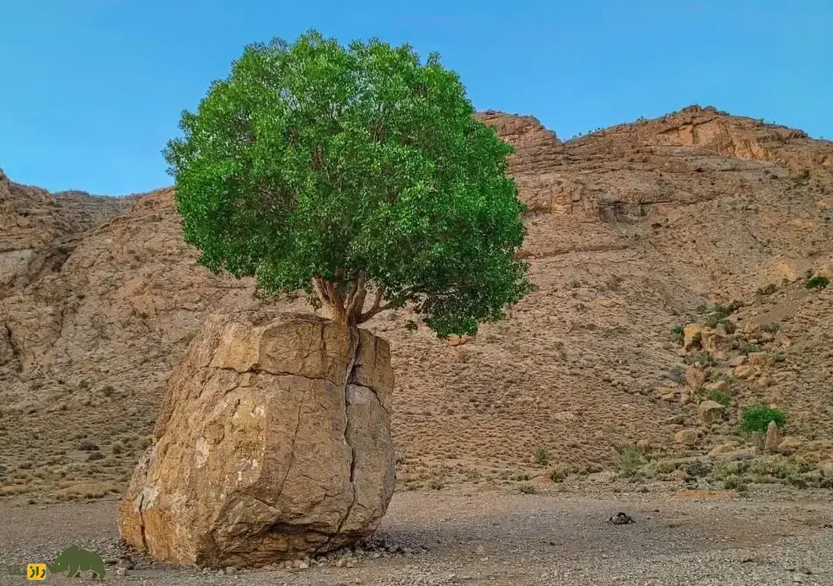 درخت مروارید سبز ارسنجان؛ پدیده‌ای نادر معروف به سنگ صبور که اهالی آن را «تک درخت» می‌نامند و وسط یک تخته سنگ ۶ متری رشد کرده است