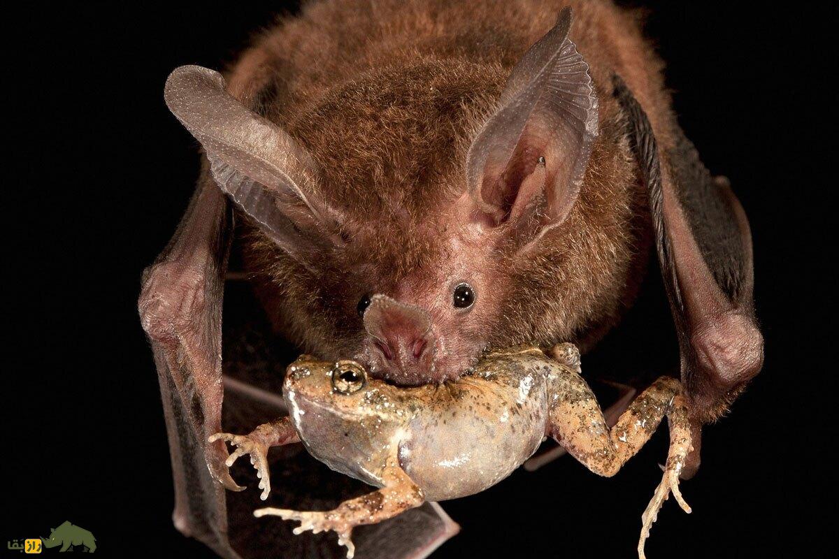 خفاش لب‌حاشیه‌ای؛ خفاشی ترسناک با دهانی پر از زگیل که با کمک رادار طبیعی صدای قورباغه‌ها را می‌شنود و آنها را شکار می‌کند
