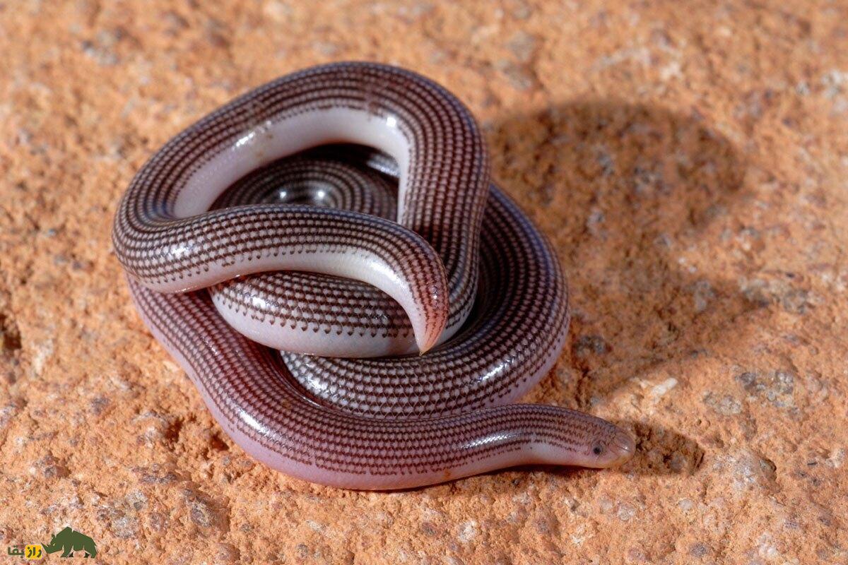 مار باغی؛ ماری ۳۵ سانتیمتری، صورتی رنگ و براق با بدن لغزنده و سر گرد در باغ‌های ایران که می‌تواند به عقب نیز حرکت کند!