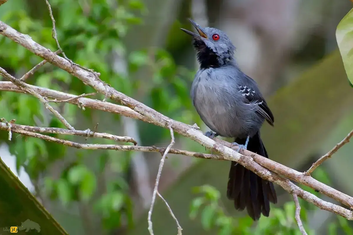 مورچه‌مرغ دم‌نواری؛ شکارچی کوچک، اما بی‌رحم آمازون که با دم نواردار حشرات را به دام می‌اندازد و در باتلاق‌ها ناپدید می‌شود!