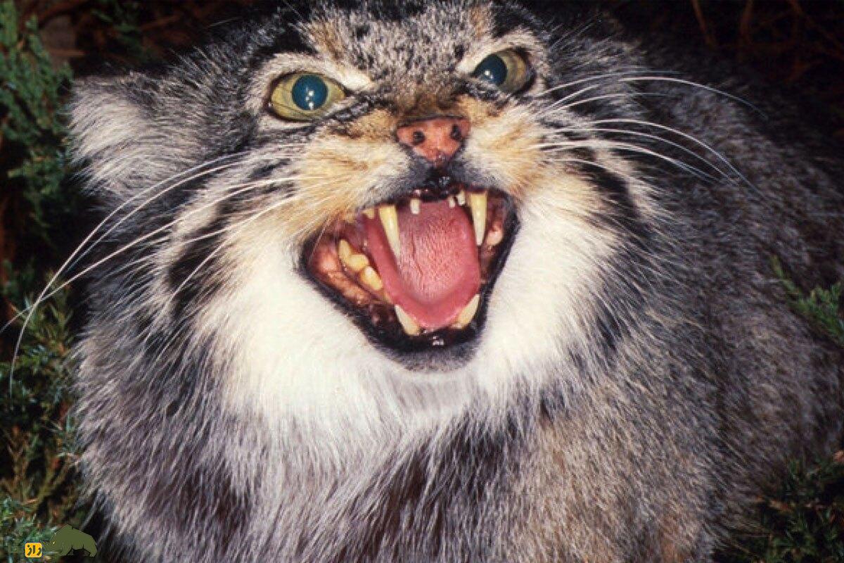 جفت‌گیری گربه پالاس با گربه خیابانی؛ چرا گربه پالاس و گربه‌های اهلی و خیابانی نمی‌توانند با هم جفت‌گیری کنند؟