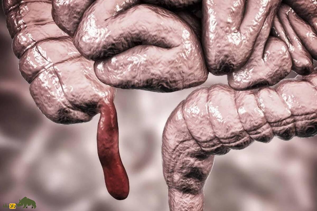 نقش پنهان آپاندیس؛ عضو ظاهراً بی‌فایده ما دست‌کم ۳۲ بار در تاریخ تکامل یافته است