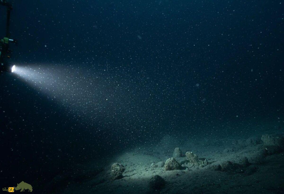 عمیق‌ترین نقطه‌ای که موجودات زنده در آن زندگی می‌کنند کجاست و چه حیواناتی آنجا هستند؟