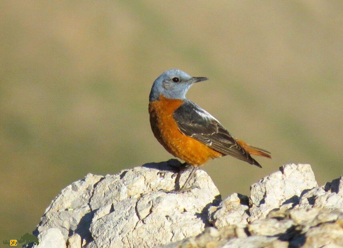 طرقۀ کوهی؛ پرنده‌ای کوهستانی با دم سرخ که در ارتفاعات زندگی می‌کند و آوازی بسیار دلنشین دارد