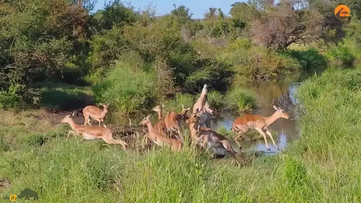 ویدئو در صحنه‌ای نادر از حیات‌وحش، یک کروکودیل که در کمین شکار ایمپالا نشسته بود به هوا پرتاب شد!