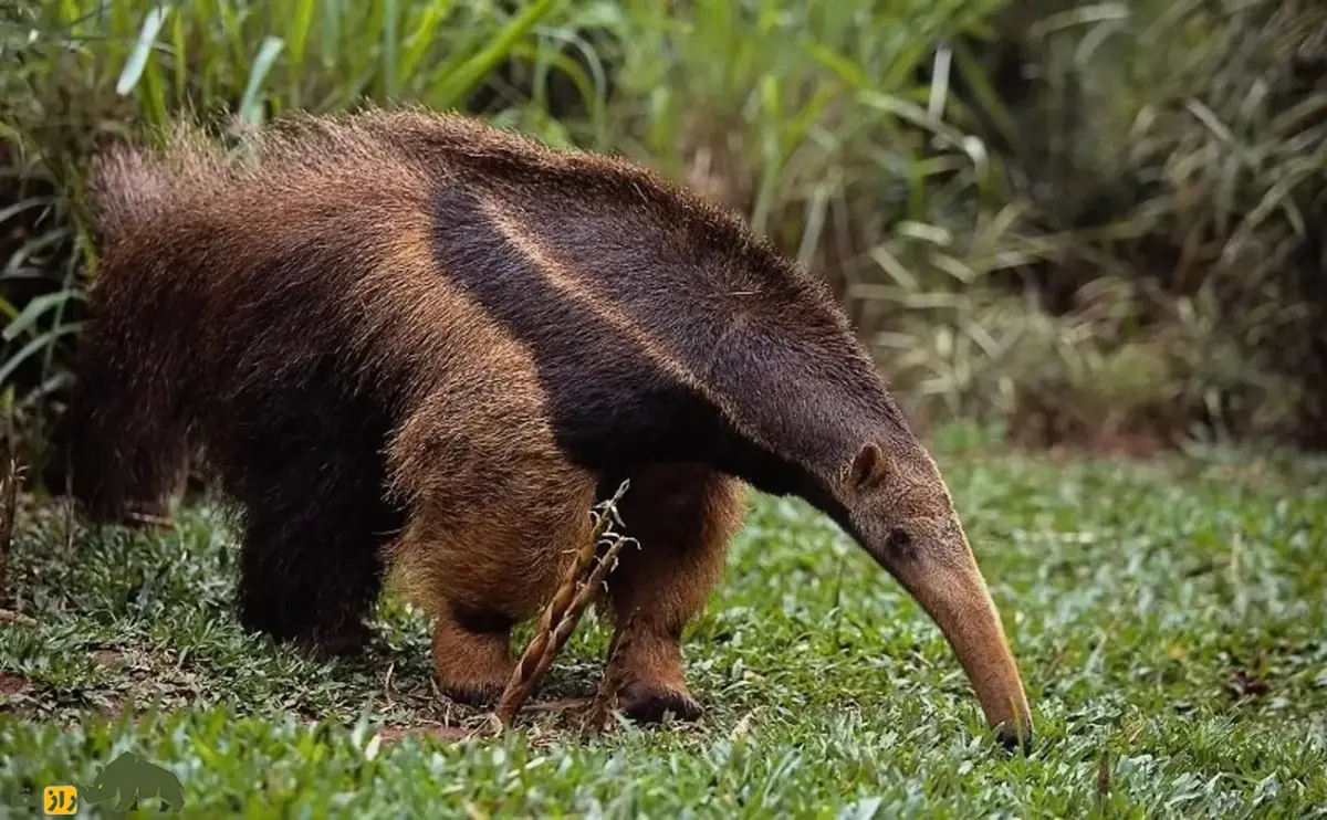 فیلمی هولناک از حیات‌وحش؛ شیر‌ها یک مورچه‌خوار را زجرکش کردند