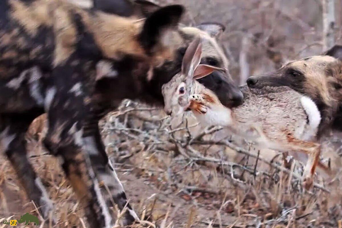ویدئو؛ گله سگ‌های وحشی یک خرگوش را زنده زنده دریدند!