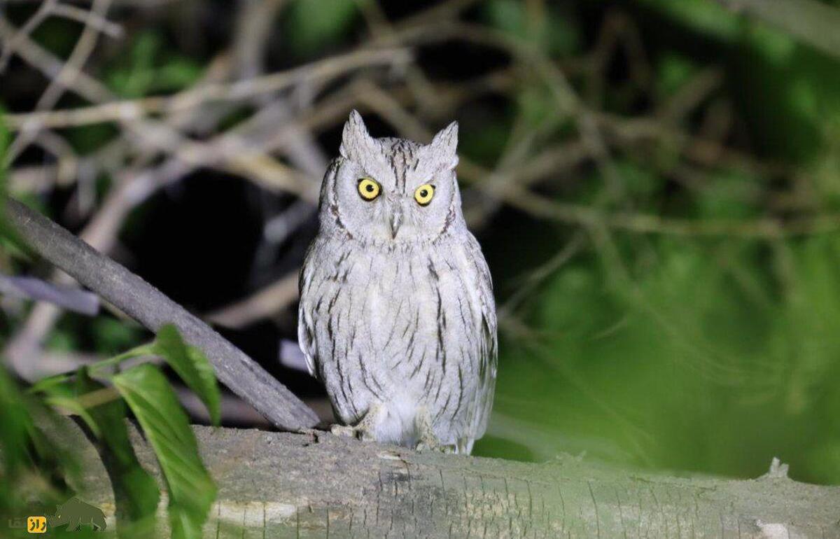 مرغ حق جنوبی؛ جغدی که فقط شب‌ها بیدار است و با پروازهای سریع شبیه جنگنده حشرات بزرگ را در هوا شکار می‌کند