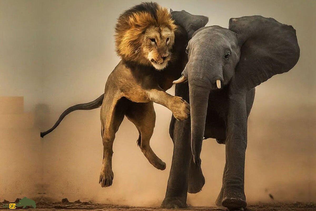 ویدئو | سلاخی کردن جسد یک فیل غول‌پیکر توسط شیر گرسنه