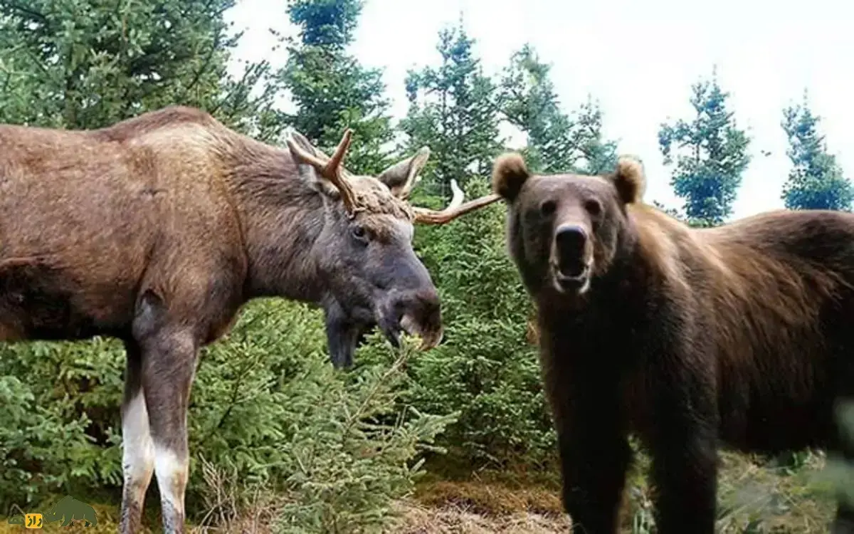فیلمی ترسناک از حمله خرس به بچه گوزن در مقابل چشم مادرش