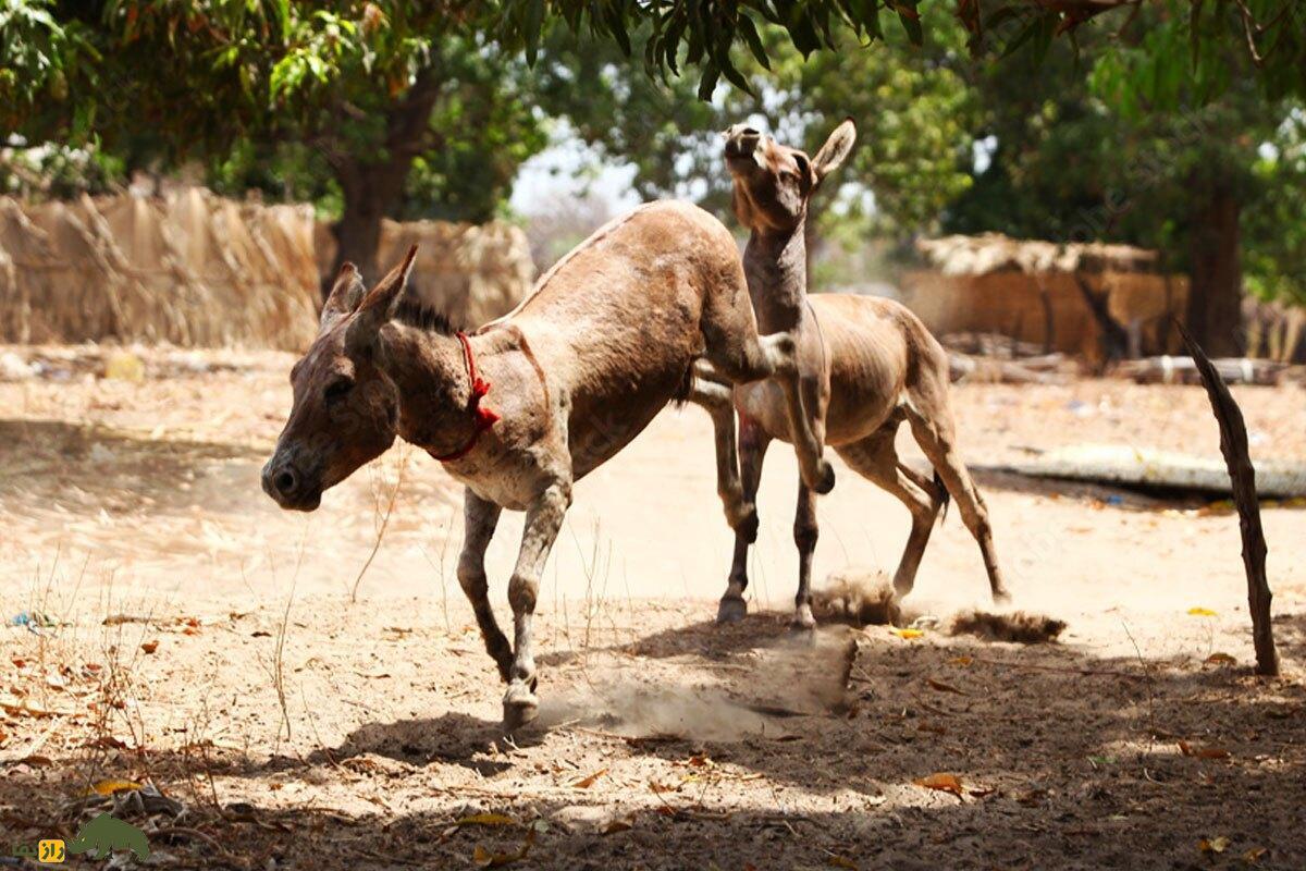 جفت‌گیری الاغ‌ها از جنگ خاموش تا خون و خونریزی؛ داستانی که کمتر شنیده شده است!