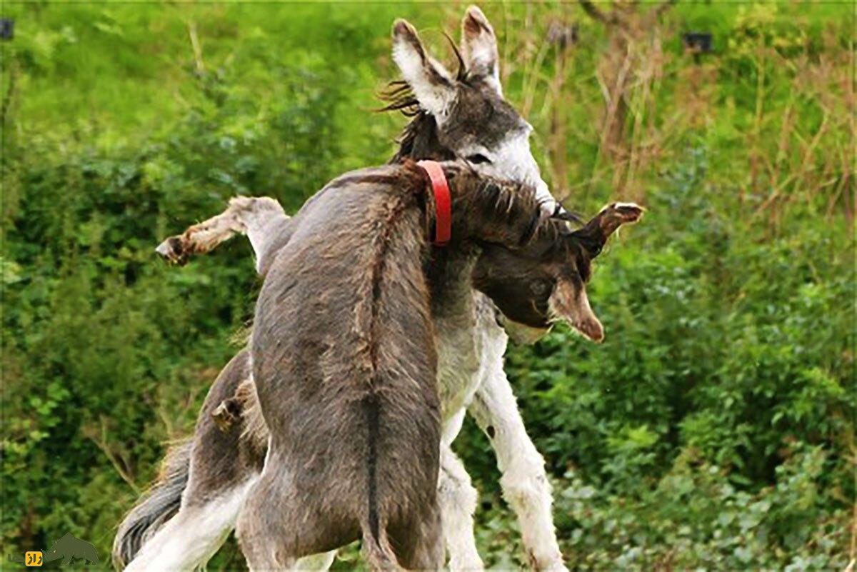 جفت‌گیری الاغ‌ها از جنگ خاموش تا خون و خونریزی؛ داستانی که کمتر شنیده شده است!