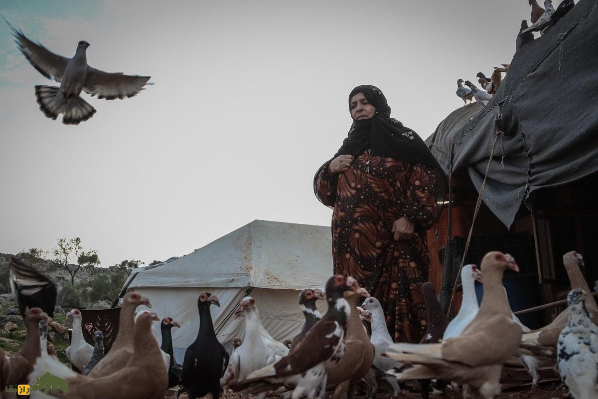 آیا جنگ باعث وحشی‌تر شدن کبوتر‌ها می‌شود؟