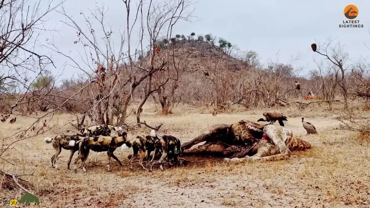 در صحنه‌ای عجیب کفتار برای فرار از حمله سگ‌های وحشی داخل شکم تخلیه شده زرافه پنهان شد!