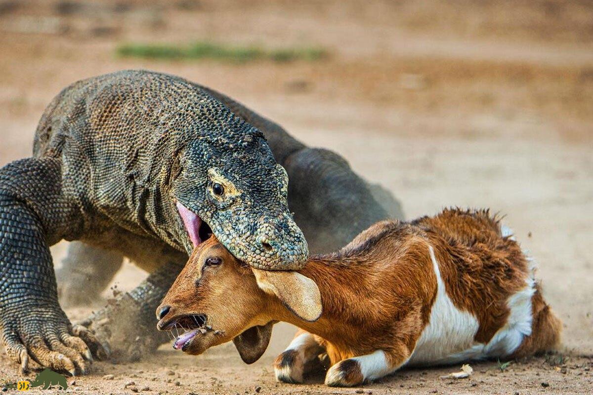 فیلمی هولناک از حیات‌وحش؛ اژدهای کومودو در چند ثانیه یک بز درسته را بلعید!