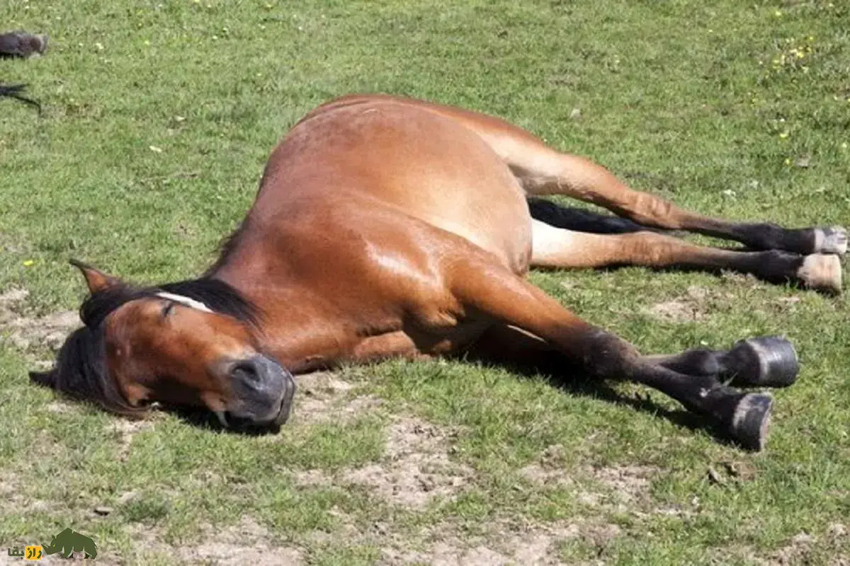 فیلمی +16 و دلخراش از لحظه برخورد شدید یک خودرو با اسب فراری