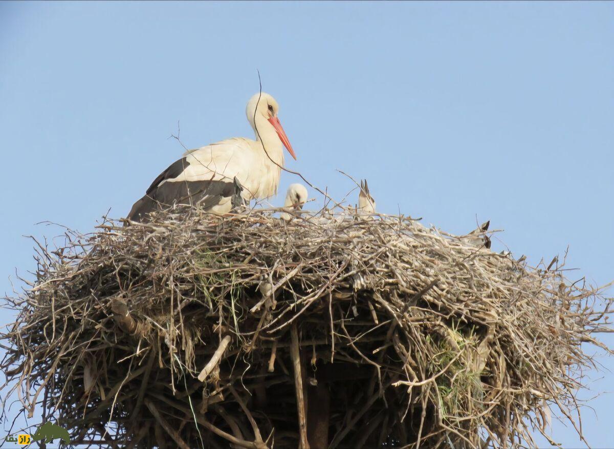 حاجی لک‌لک؛ پرنده‌ای بزرگ با پر‌های سفید و شاه‌پر‌های سیاه که در دشت‌ها و تالاب‌ها زندگی می‌کند و طولانی‌ترین مهاجرت را دارد