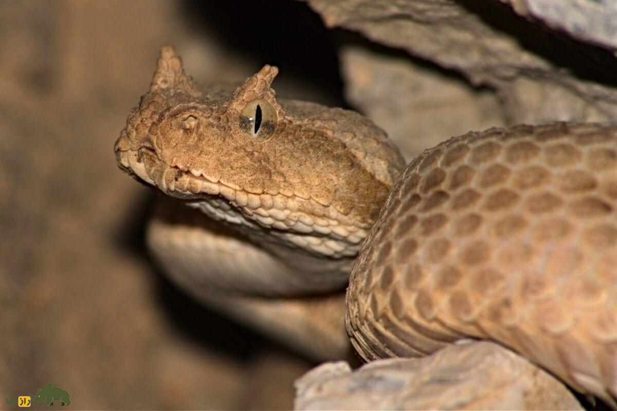 خطرناک‌ترین مار‌های ایران؛ افعی‌های مرگ‌آور و شکارچیان سایه‌نشین کویر که با یک نیش، سرنوشت را تغییر می‌دهند
