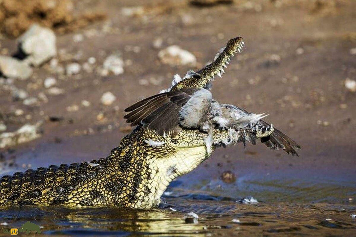 (ویدئو) یک کبوتر بخت برگشته به قفس کروکودیل‌های گرسنه افتاد؛ عاقبت او را ببینید!