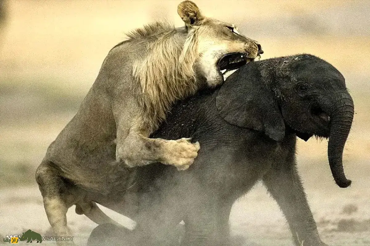 (ویدئو) فیل مادر با یک ضربه خرطوم کمر شیری که در حال شکار فرزندش بود را شکست!