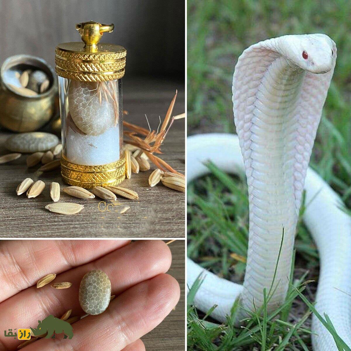 گزارش کامل یک آزمایش واقعی «یک هفته زندگی با مهره مار»؛ آیا مهره مار واقعاً کار میکند؟ گزارش کامل یک آزمایش واقعی «یک هفته زندگی با مهره مار»؛ آیا مهره مار واقعاً کار میکند؟