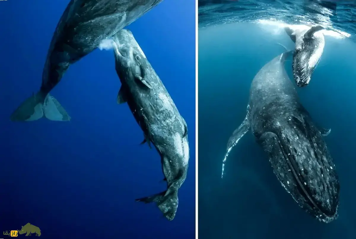 فیلمی شگفت‌انگیز از شیر دادن نهنگ به بچه‌اش در اعماق اقیانوس؛ نهنگ پستان ندارد و چطور بدون اینکه شیر در آب حل شود، نوزادش را تغذیه می‌کند؟!