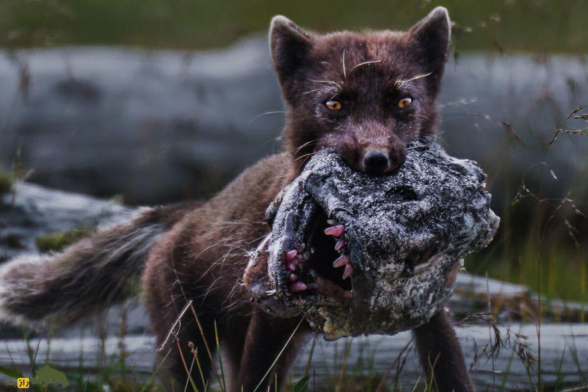 تصاویر شگفت‌انگیز از حیات‌وحش؛ وقتی روباه قطبی شبیه دایناسور می‌شود!