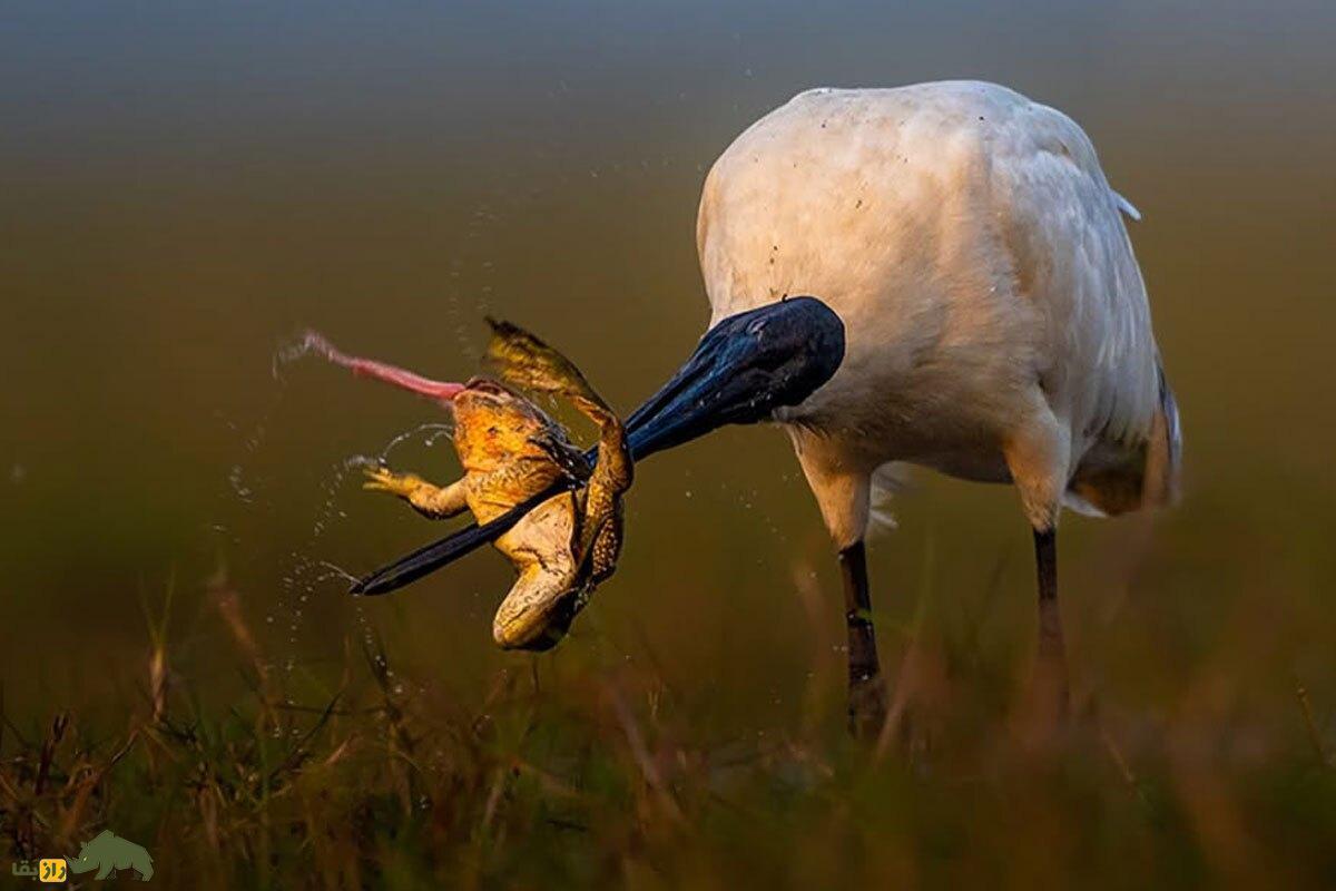 تصاویری شگفت‌انگیز و ناب از شکار یک قورباغه توسط آکراس سر سیاه در طبیعت هند