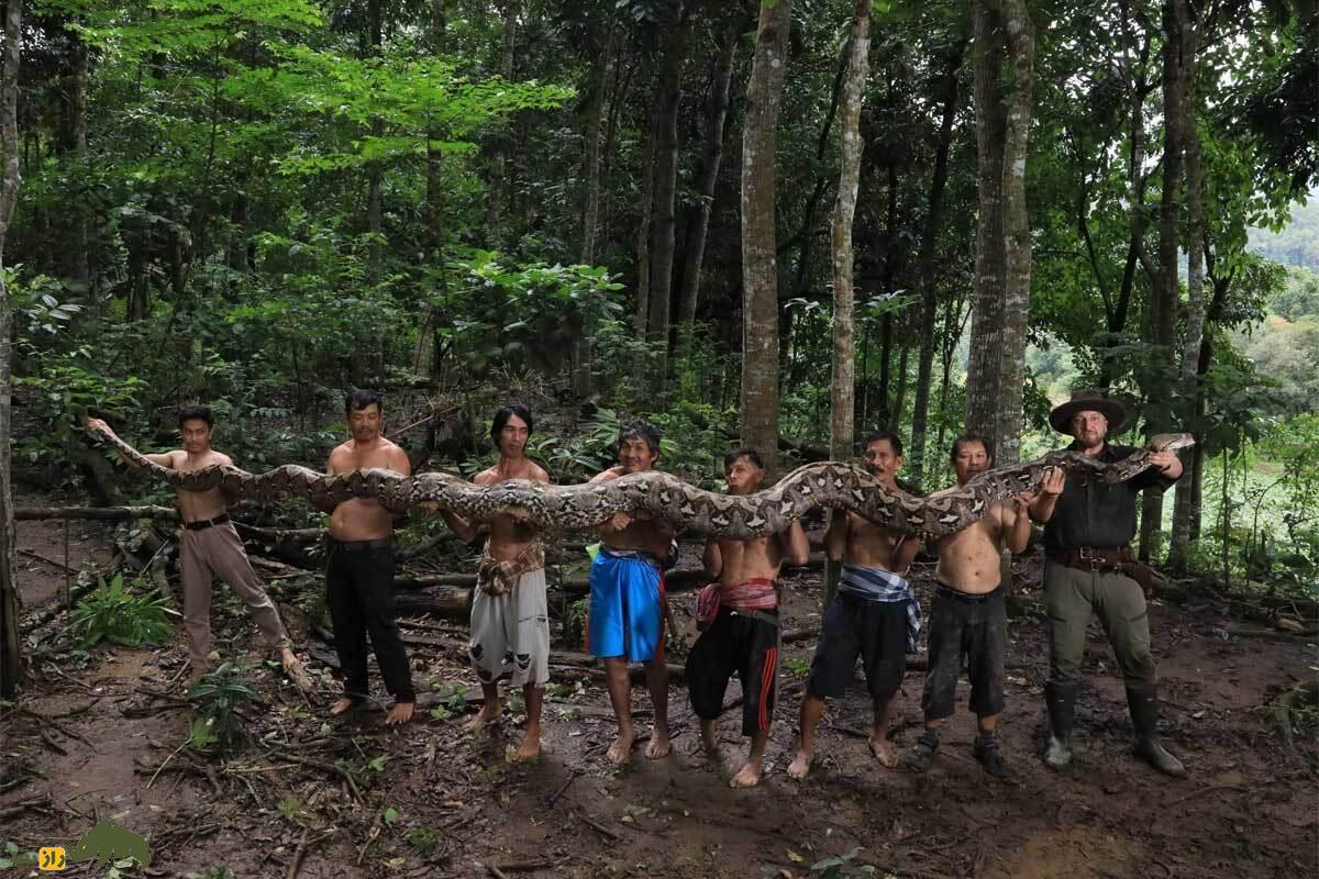 فیلمی از شکار بزرگترین مار پیتون جهان با بیل مکانیکی!