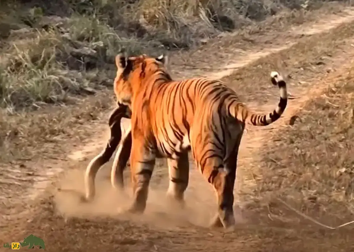 فیلمی بسیار کمیاب از حیات وحش؛ وقتی ببر غول‌پیکر یک مار پیتون را شکار کرد!