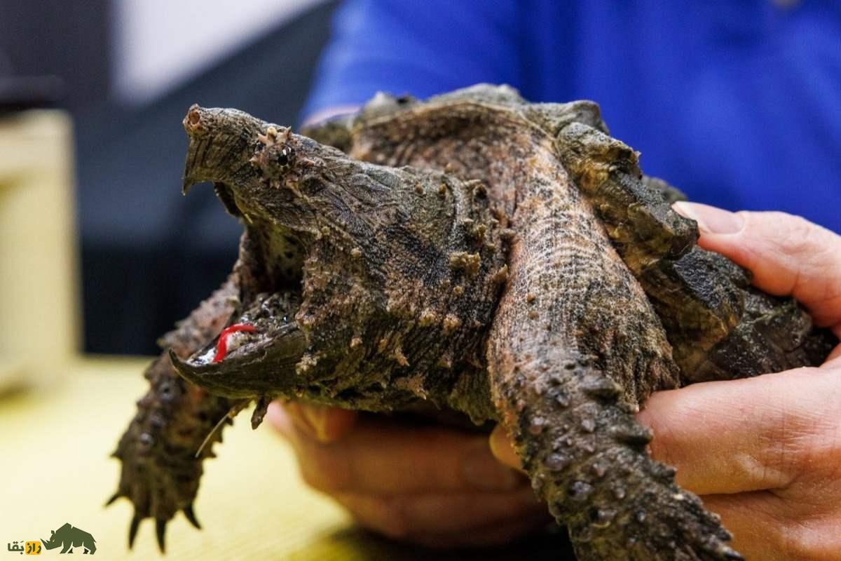 (ویدئو) صحنه عجیب شکار ماهی توسط ترسناک‌ترین و خطرناک‌ترین لاکپشت‌ جهان