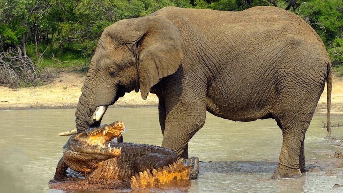 (ویدئو) لحظه‌ای که یک فیل برای نجات جان فرزندش با یک ضربه تمساح را ۵۰ متر به هوا پرتاب کرد!