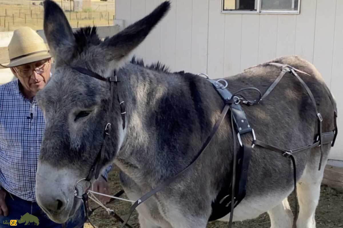 داستان عجیب بارداری قاطر؛ همه فکر می‌کردند قاطرها عقیم‌اند… تا وقتی این اتفاق افتاد!