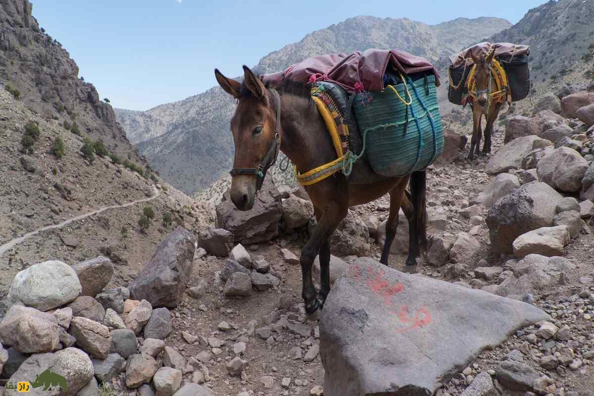 داستان عجیب بارداری قاطر؛ همه فکر میکردند قاطرها عقیماند… تا وقتی این اتفاق افتاد! قاطر