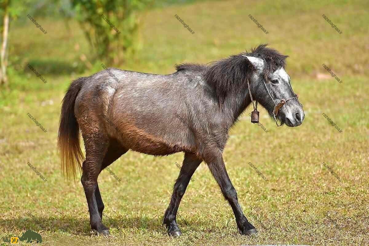یک خر نر روزانه چند بار و با چند ماده میتواند جفتگیری کند؟ خر