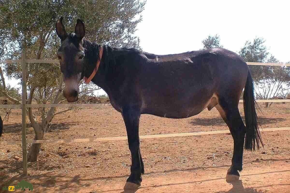 یک خر نر روزانه چند بار و با چند ماده میتواند جفتگیری کند؟ خر
