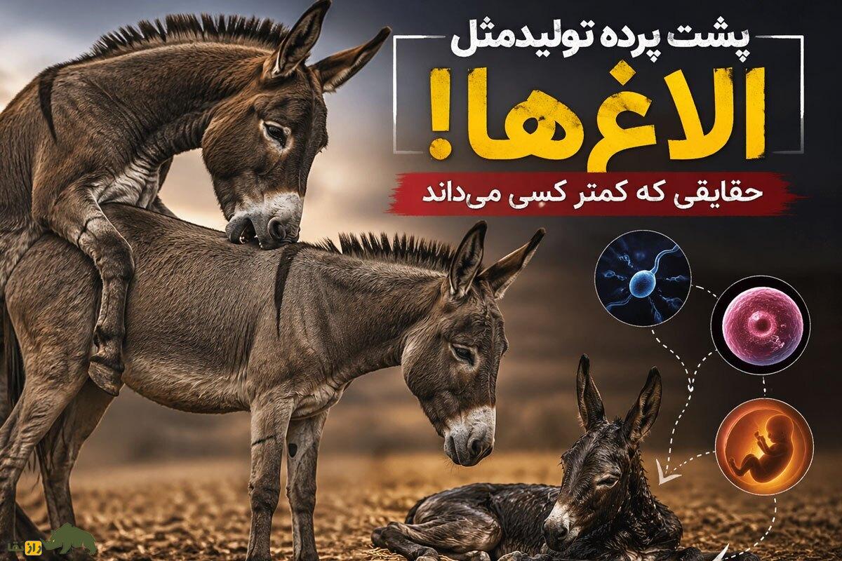 حقایق شوکه‌کننده درباره جفت‌گیری الاغ‌ها؛ چرا تولیدمثل الاغ‌ها یکی از عجیب‌ترین فرآیندهای دنیای حیوانات است؟