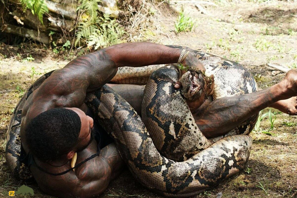 (ویدئو) شکار مار پایتون غول‌پیکر با دست خالی توسط تارزان واقعی در رودخانه آمازون!