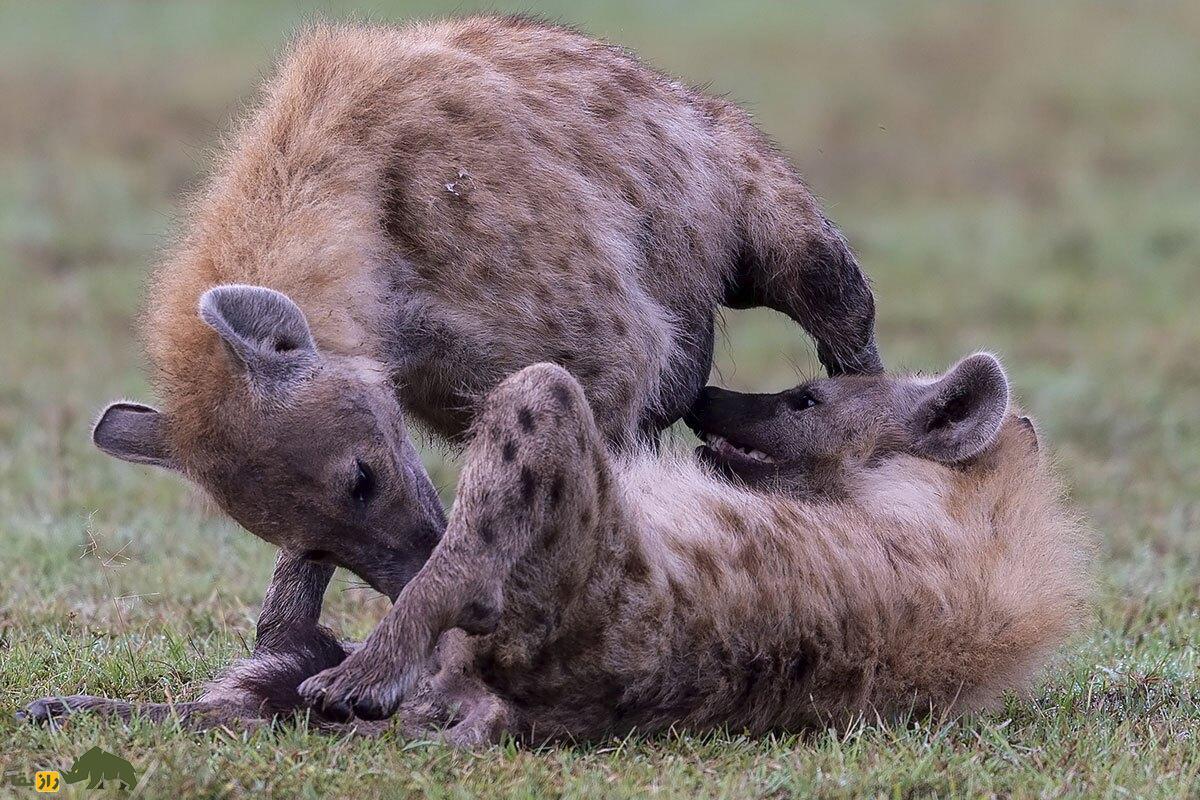 سخت‌ترین زایمان حیات‌وحش؛ داستان شگفت‌انگیز کفتار ماده‌ای که آلت تناسلی‌اش شبیه نرهاست و دانشمندان را شوکه کرده است