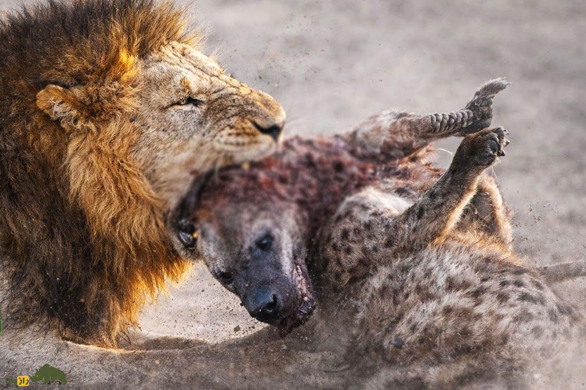 قانون جنگل | تصاویر شگفت‌انگیز از جنگ ۶ ساعته یک شیر نر با ۳۰ کفتار بر سر لاشه گاومیش!