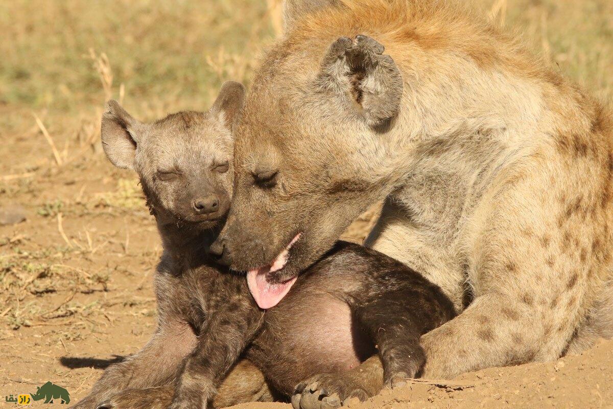 خشن‌ترین شروع زندگی در طبیعت؛ توله کفتارها از رحم مادر با هم می‌جنگند!