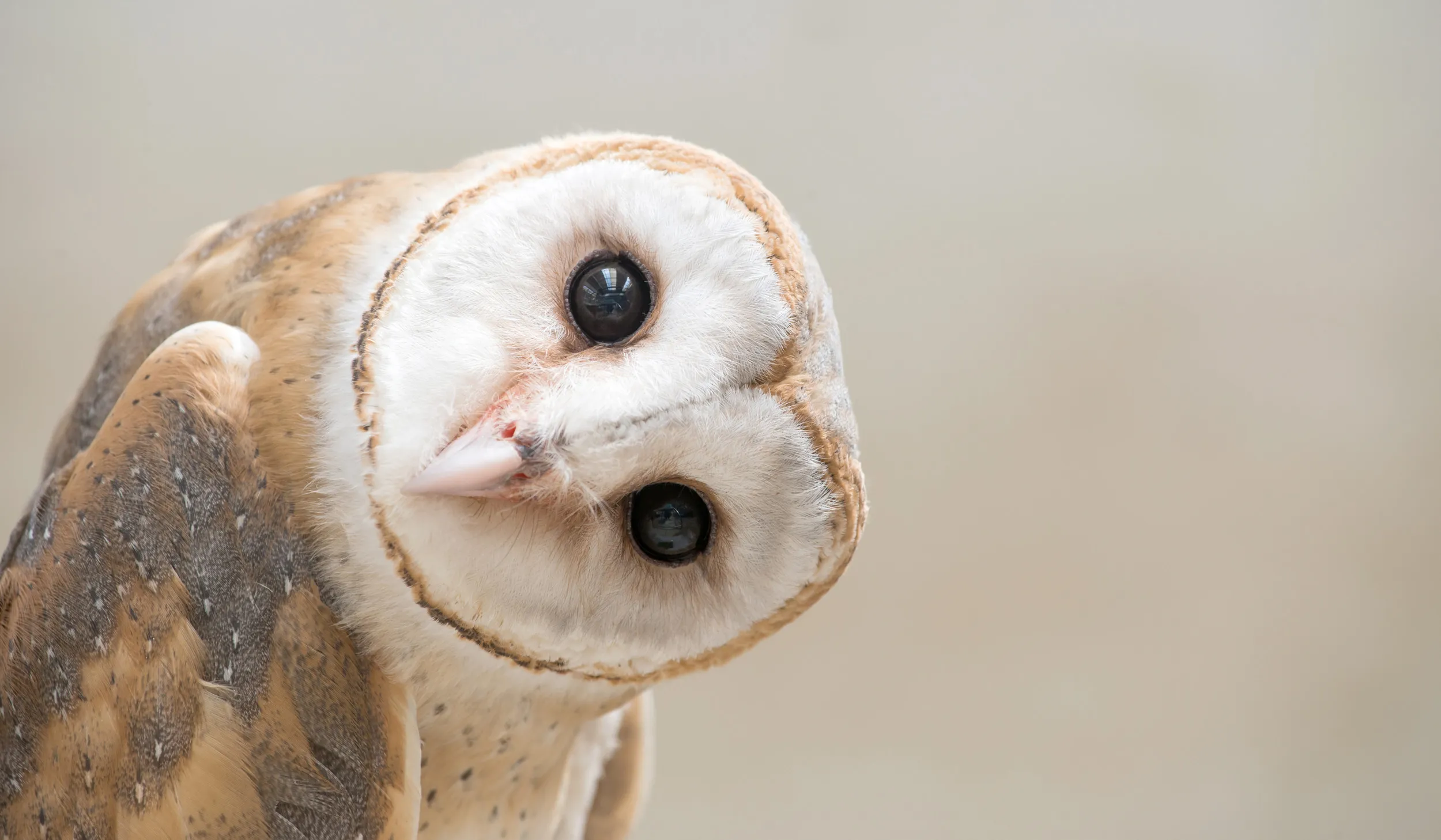 جغد