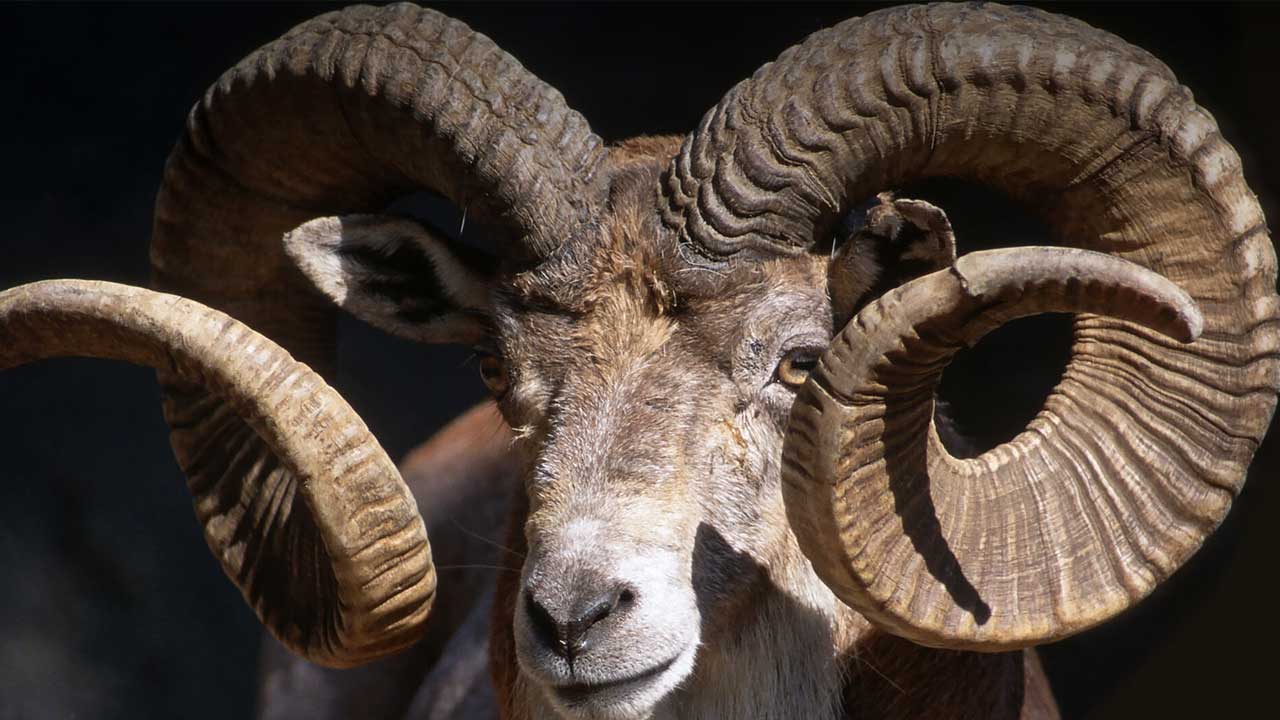 بز کوهی